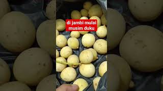 di jambi mulai musim duku #duku #musimduku #fyp #fypシ