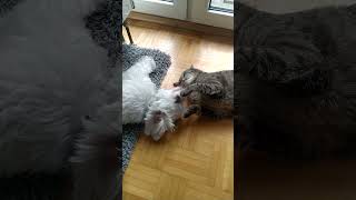 Hund und Katze lieben sich