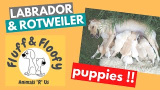 White Labrador Retriever puppies looking at camera & Rottweiler puppies with mom guarding! #shorts