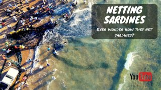 NETTING SARDINES 2020 | How to net Sardines