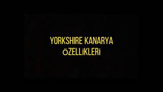 YORKSHİRE KANARYA ÖZELLİKLERİ