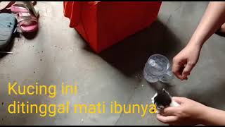 Mengasuh Bayi Kucing tanpa Induknya