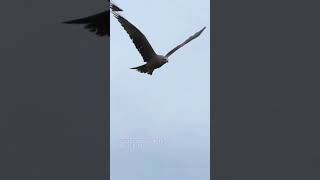 VISION AGUILA 🦅 #Aguilas #aves #vista #voladores #animales #curiosidades