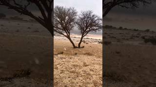 امطار وبرد اليوم سلطنة عمان #shorts  भारी वर्षा Oman heavy rain 倾盆大雨