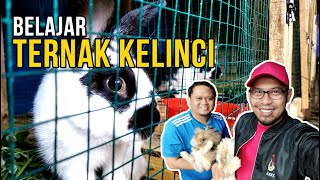 Belajar Beternak Kelinci, Peluang Usahakah?