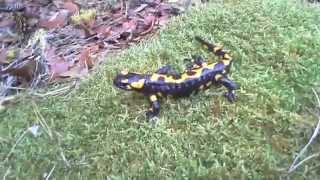 Σαλαμάνδρες! Salamandra salamandra