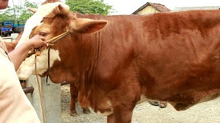 Sapi Betina Super Harga 27 Juta Gila Banget