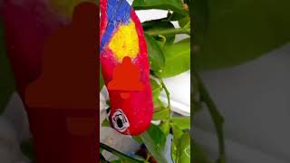 Parrot on the run #art#shorts #youtube  #animals #forest