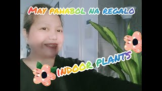 PAHABOL NA REGALO  and NEW INDOOR PLANTS FOR 2021