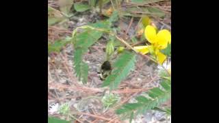 Lynx Spider Eating Bumblebee