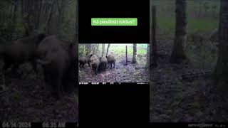 Best wildboar lures/Komplekts mežacūku pievilināšanai