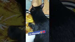 Cat Massage😻❤ #catlover #cat #viralvideo #trendingshorts #cats #catmassage #viralshort