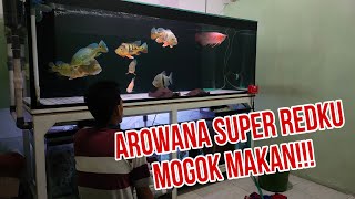 Solusi menangani ikan baru mogok makan !!! Cometank ikan predator Arowana super red mogok makan.