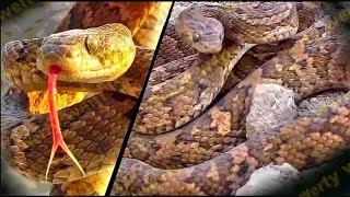 1 snake botrops serpiente culebra tilcuate veneno mordida lanza hojas secas masacuate negro víbora x