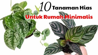 10 Tanaman Hias Untuk Rumah Minimalis || siap menghidupkan suasana