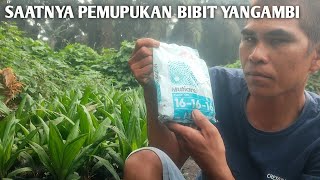 pemupukan bibit kelapa sawit