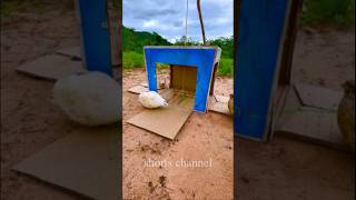 Amazing New Unique Bird Trap uning Cardboard Box  #Trap