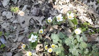 My woodland wildflower garden part 1