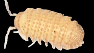 Cristarmadillidium muricatum Isopod Care Guide with @InvertebrateDude