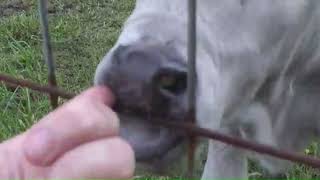 4 Day Old Calf King's Precious Moment Before Joining His Family