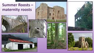 Around the Year in Eighty Roosts - Natalie Todman talk at TWIC Autumn Conference 2021