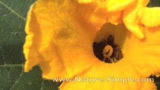 Abeilles et nectar de potiron