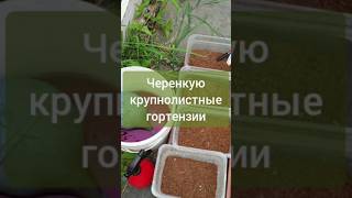 25.06 Не знаю с кого первого начать - черенкую крупнолистную гортензию