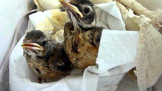 American Robin, Song Sparrow, Chickadee Wild Bird Rehabilitation 5-05-11