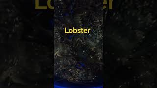 #lobster #buhayprobinsya #beach