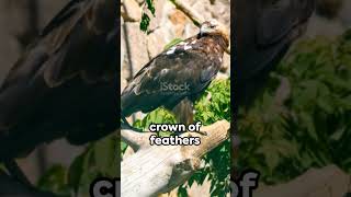 Crowned Eagle 🦅🦃🦅