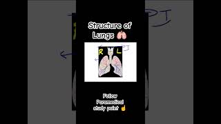 Structure of Lungs 🫁