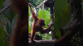 Orang Utan