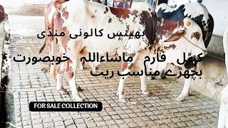 MashAllah vip collection for sale/ bhains colony mandi Usman cattle farm @mandivlogswithejaz4258