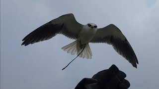 Black winged kite free fly | black shouldered kite free fly | #abirbirds #birdstraining #freefly