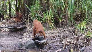 An orangutan baby peeing #indonesia_orangutan_tours  #tanjungputingnationalpark #orangutan