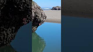 low tide... july 2024 facerock OR