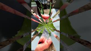 Benefícios da Aloe Vera Para Combater o Câncer:  #shortvideo #remédios #dicas #remedionatural