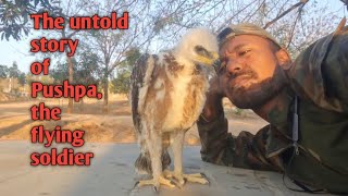 The untold story of Pushpa, the flying soldier | bonellis eagle training | anti drone training