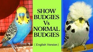 SHOW BUDGIES vs NORMAL BUDGIES | ENGLISH | DIFFERENCE BTWN SHOW BUDGERIGARS & NORMAL BUDGIES | INDIA