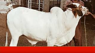 عزیز کیٹل فارم اینڈ پلائی سینٹر حاصل پور Aziz Cattle Farm and Palai Center Hashilpur