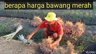 info harga bawang merah bulan Agustus 2024