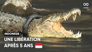 Un crocodile indonésien libéré après cinq ans bloqué avec un pneu