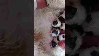 #dog #animallover #dogcare #doglover #shortsvideo #youtube (yashu dog canal)