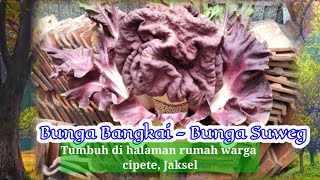 Bunga Suweg - Bunga Bangkai Tumbuh di Halaman Rumah Cipete Jakarta Selatan