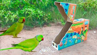 Creative Amazing - Unique parrot Trap Using Box Easy - Bird Trap