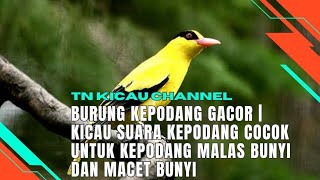 BURUNG KEPODANG GACOR | KICAU SUARA KEPODANG COCOK UNTUK KEPODANG MALAS BUNYI DAN MACET BUNYI