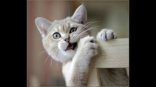 Новые приколы с КОШКАМИ || Смешные кошки и коты || Funny Cats || ЛУЧШАЯ ПОДБОРКА 2019