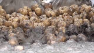 Potato Cleaning & Separating with the EasyClean HydroSep from Tong Engineering