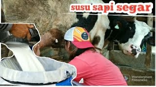 SAPI PERAH SUPER TERBARU !! update setelah wabah PMK