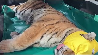 Rescue injured bengal tiger and giving them a second chance at life | Animal rescue compilation